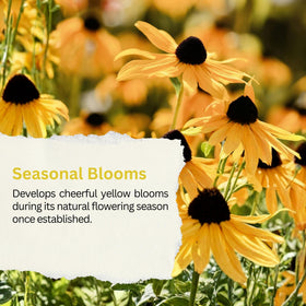 SunHaven Seeds Black-Eyed Susan seeds native wildflower landscape with golden blooms.
