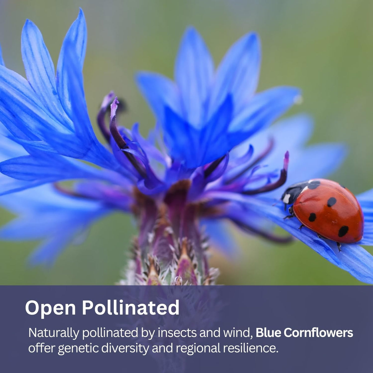 SunHaven Seeds border meadow blue blooms brighten garden borders and open landscapes.