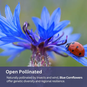 SunHaven Seeds border meadow blue blooms brighten garden borders and open landscapes.