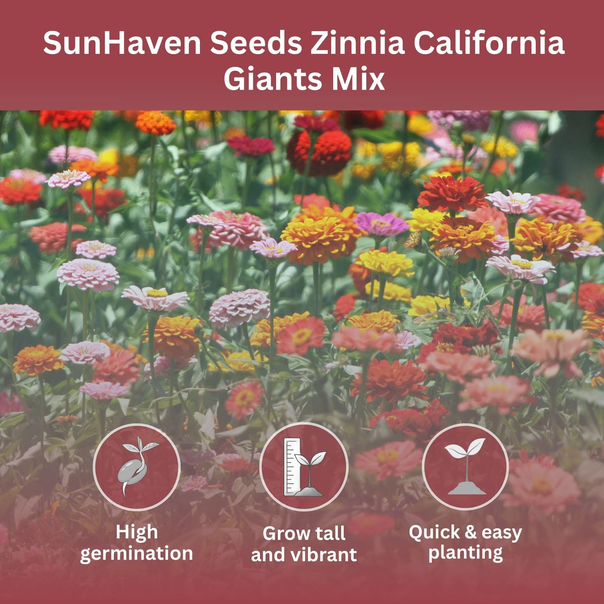 SunHaven Seeds California Giants Zinnia Mix adds bold color to borders and beds.