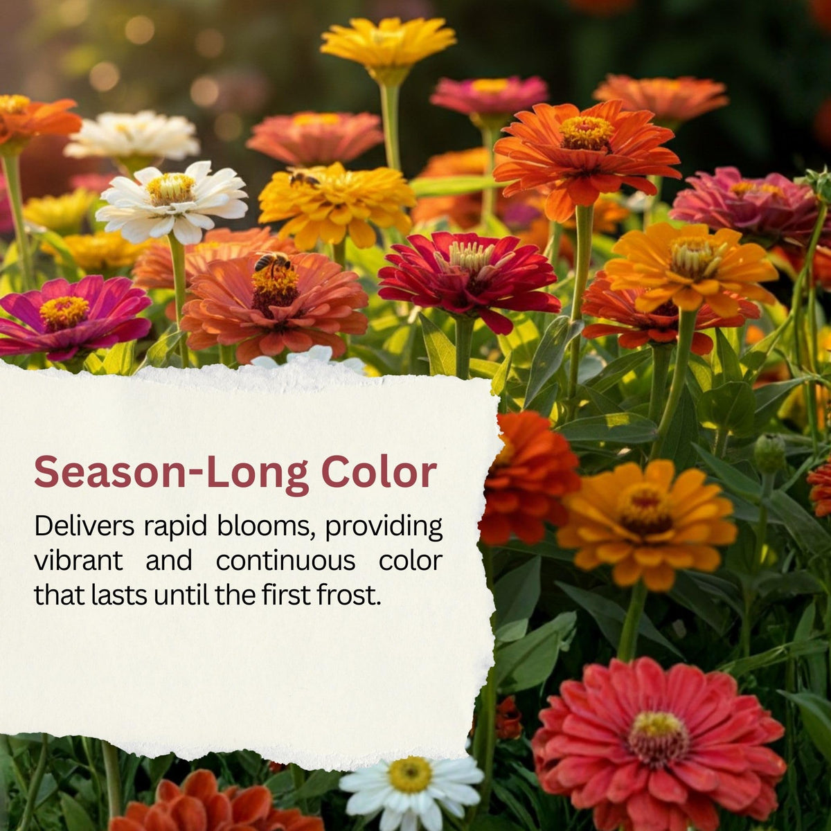 SunHaven Seeds California Giants Zinnia Mix offers fast germination in warm sunny soil.