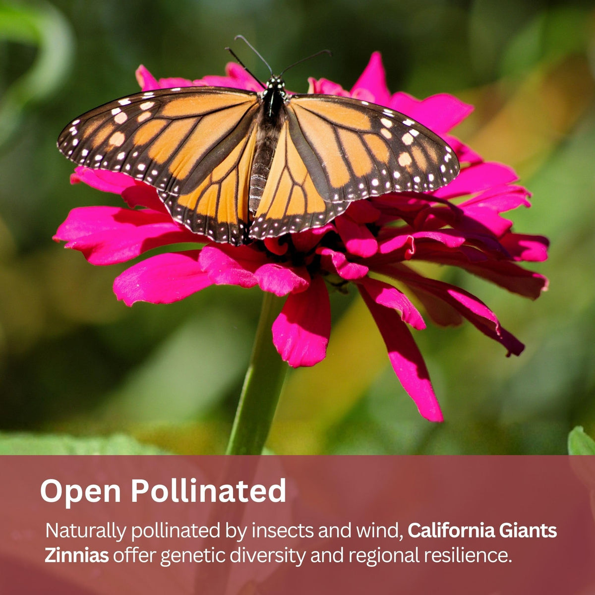 SunHaven Seeds California Giants Zinnia Mix attracts pollinators like bees and butterflies.
