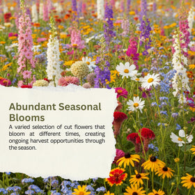 SunHaven Seeds cut-flower ideas collection inspires home bouquets and borders.