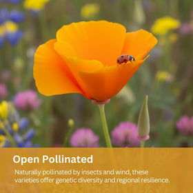 SunHaven Seeds Black-Eyed Susan variety brightens sunny drought gardens