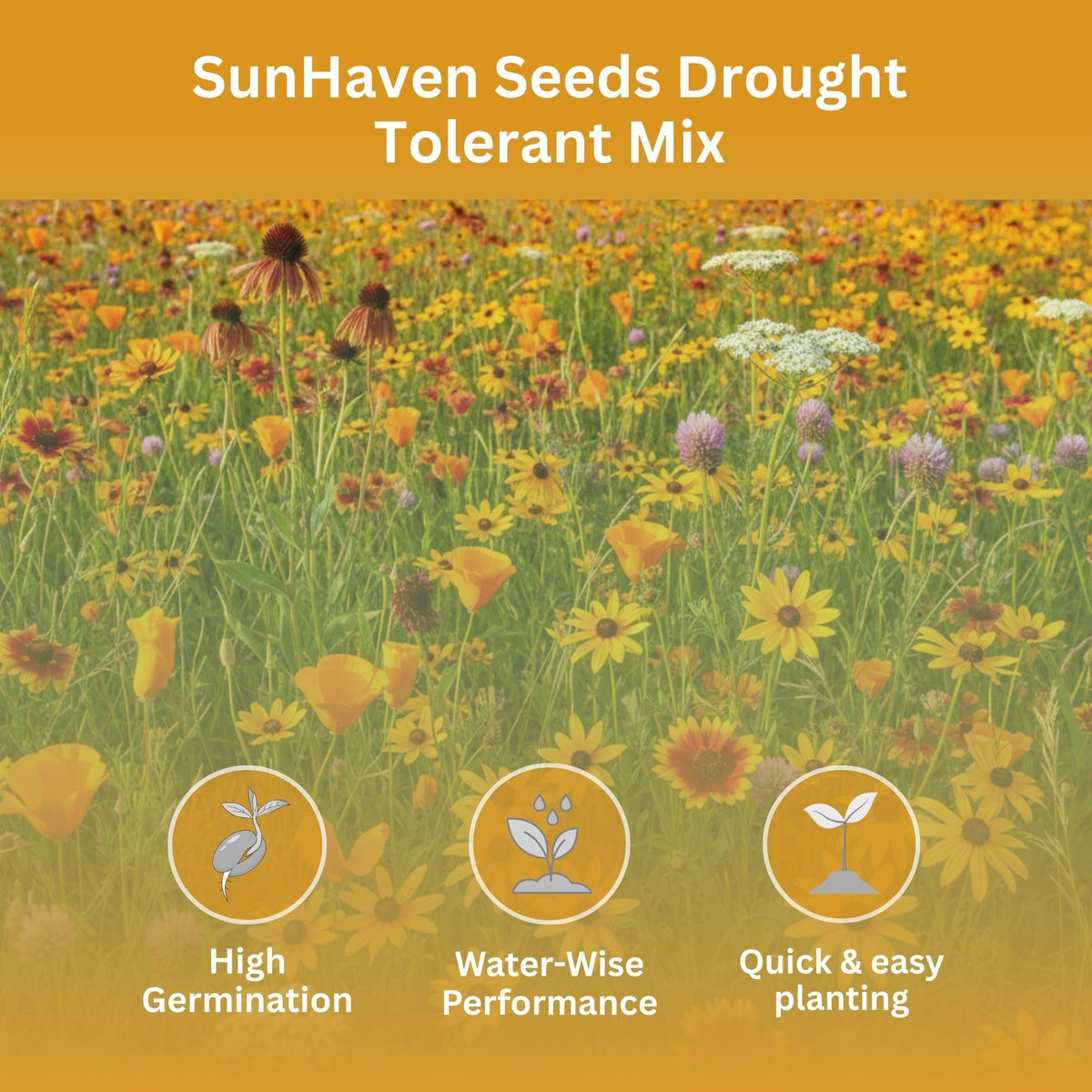 SunHaven Seeds drought-tolerant wildflower mix bloom meadow adds color to dry slopes