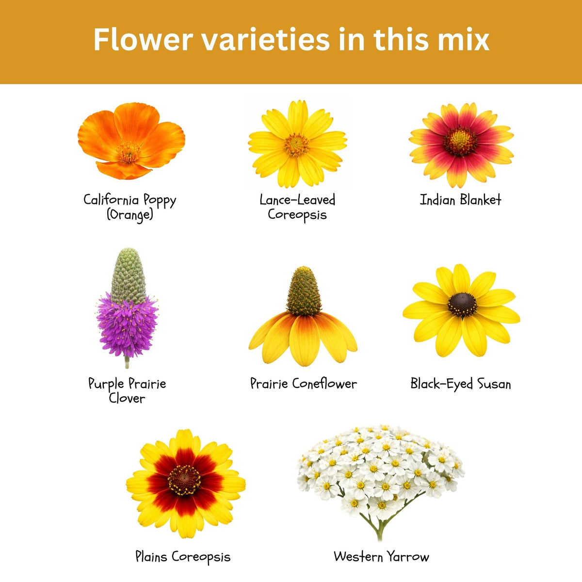 SunHaven Seeds California Poppy adds warm orange accents for low-water beds
