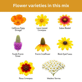SunHaven Seeds California Poppy adds warm orange accents for low-water beds