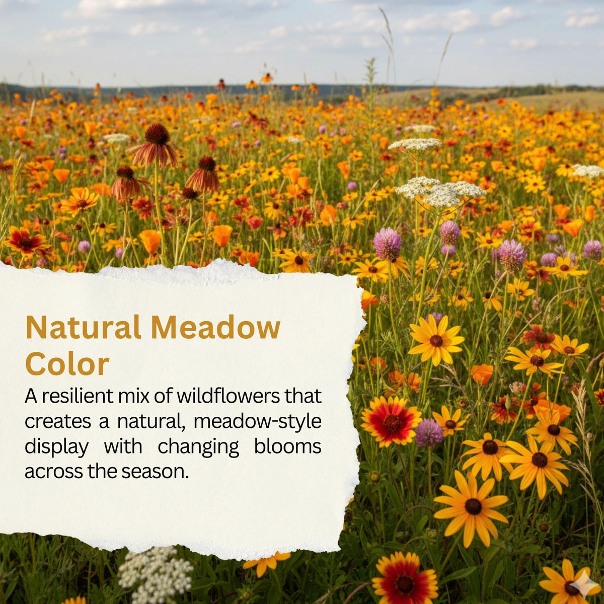 SunHaven Seeds drought-tolerant mix ready for easy sowing in dry climate gardens