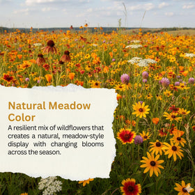 SunHaven Seeds drought-tolerant mix ready for easy sowing in dry climate gardens