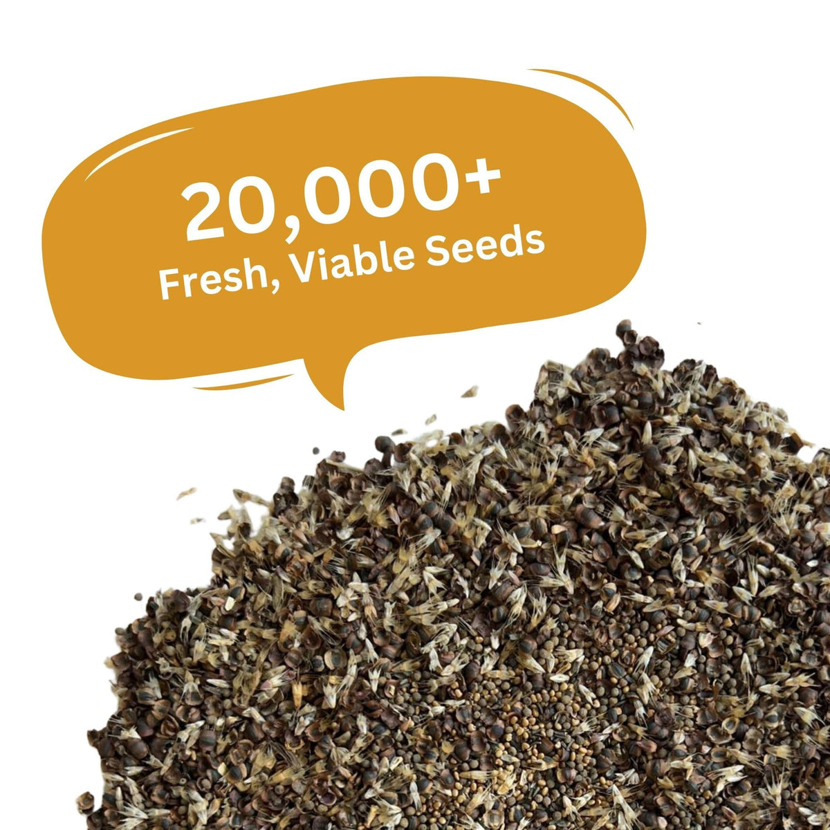 SunHaven Seeds flowers attract bees and butterflies, supporting a pollinator-friendly garden