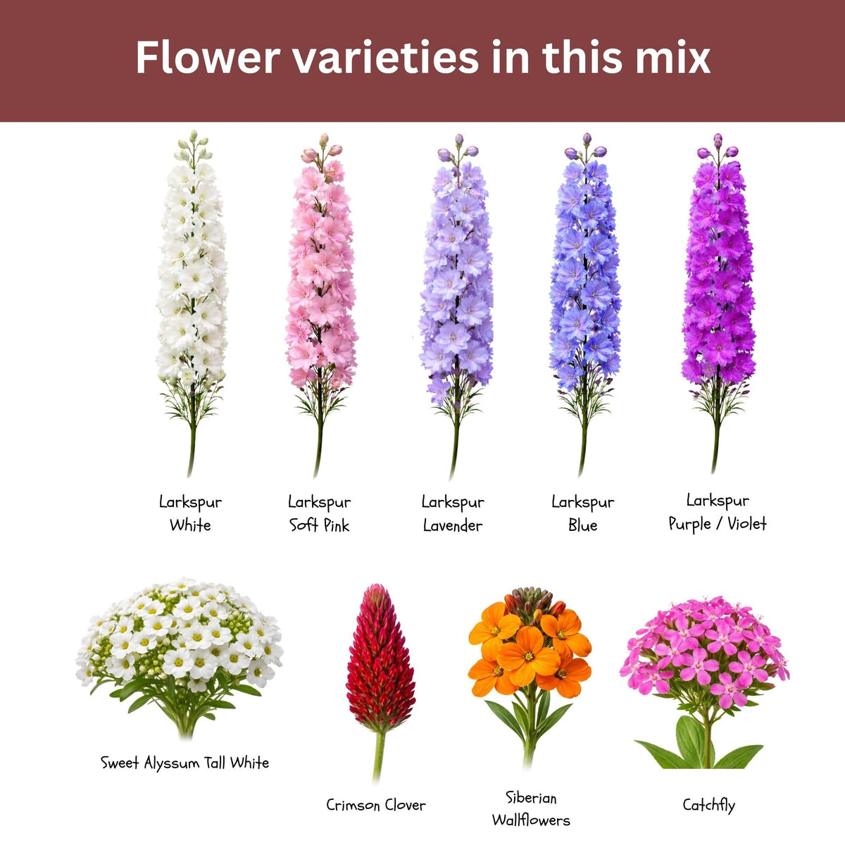 Easy-to-grow mix thrives in sun and average soil, ideal for new gardeners.