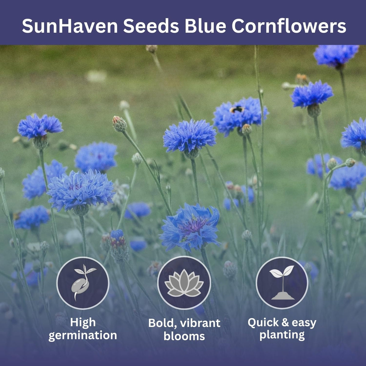 SunHaven Seeds resealable foil pouch preserves seed freshness and easy storage.