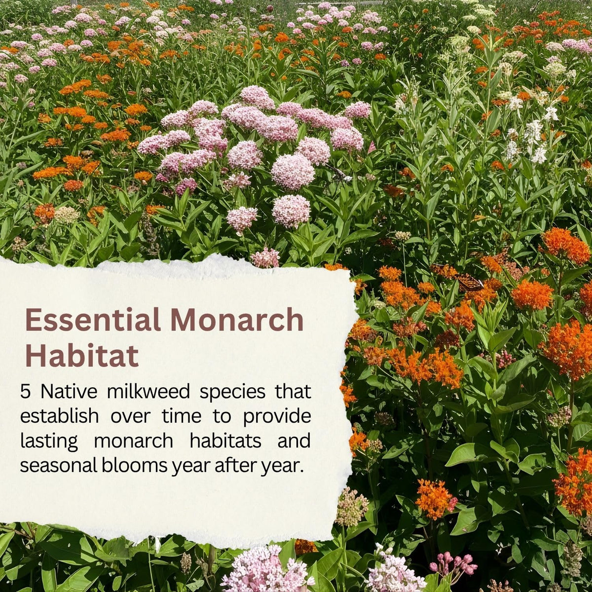 SunHaven Seeds garden-plan shot showing a monarch-friendly landscape.
