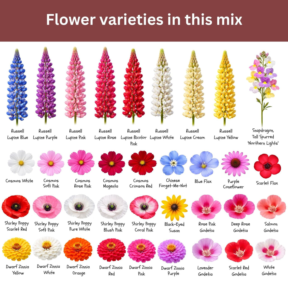 Multi-color blooms brighten borders, beds, and containers for year-round appeal.