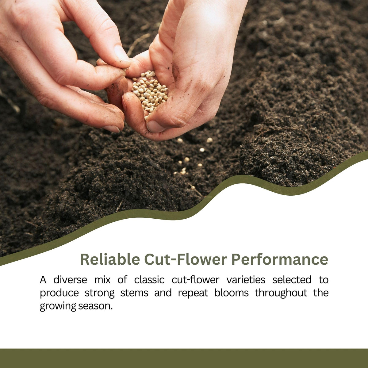 SunHaven Seeds non-GMO seed mix offers reliable gardening results.