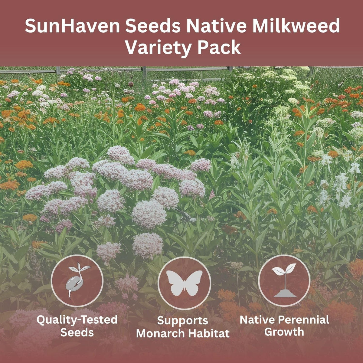 SunHaven Orange Butterfly milkweed seeds bring bright clusters to pollinator beds.