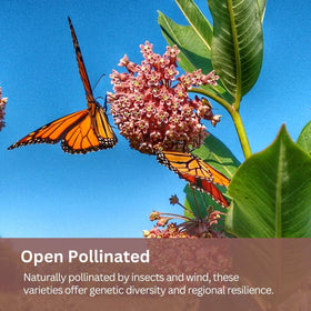 SunHaven Seeds pollinator-friendly collection supporting monarch life cycle in yards.