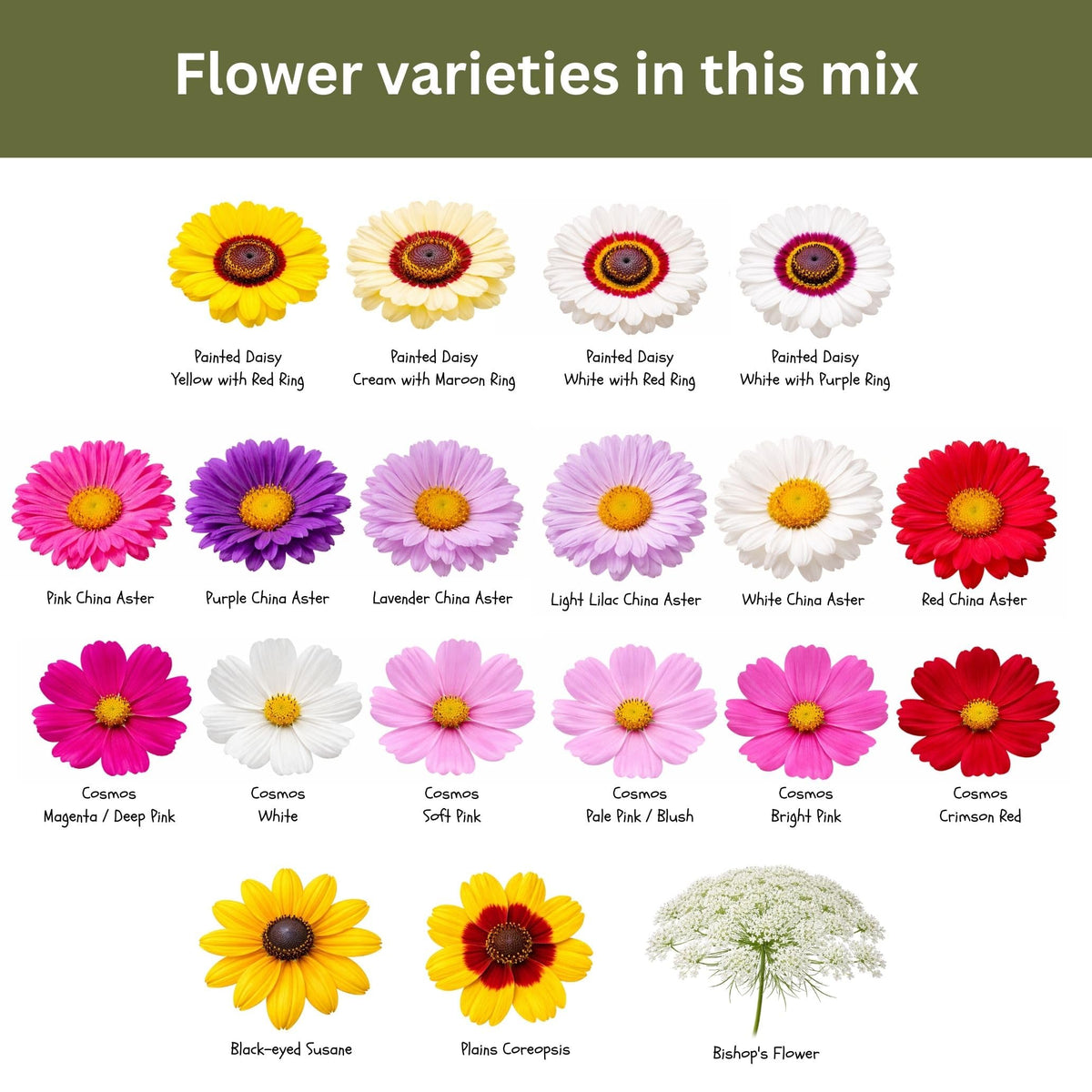 SunHaven Seeds pollinator-friendly mix is easy to grow in many climates.
