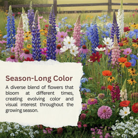 Thousands of seeds enable multiple garden projects and extended displays.