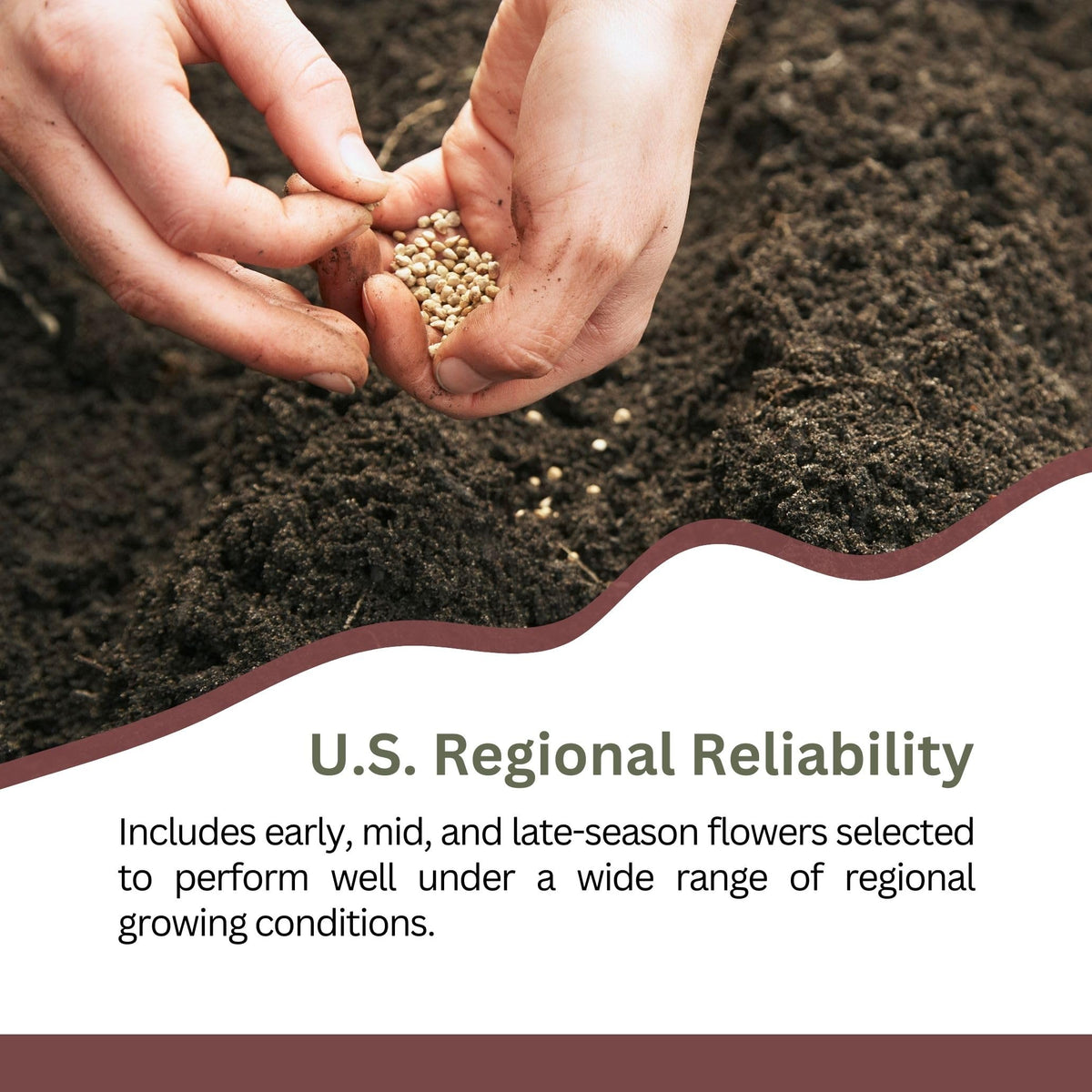 Pollinator-friendly wildflowers create a lively meadow, border, or pathway.