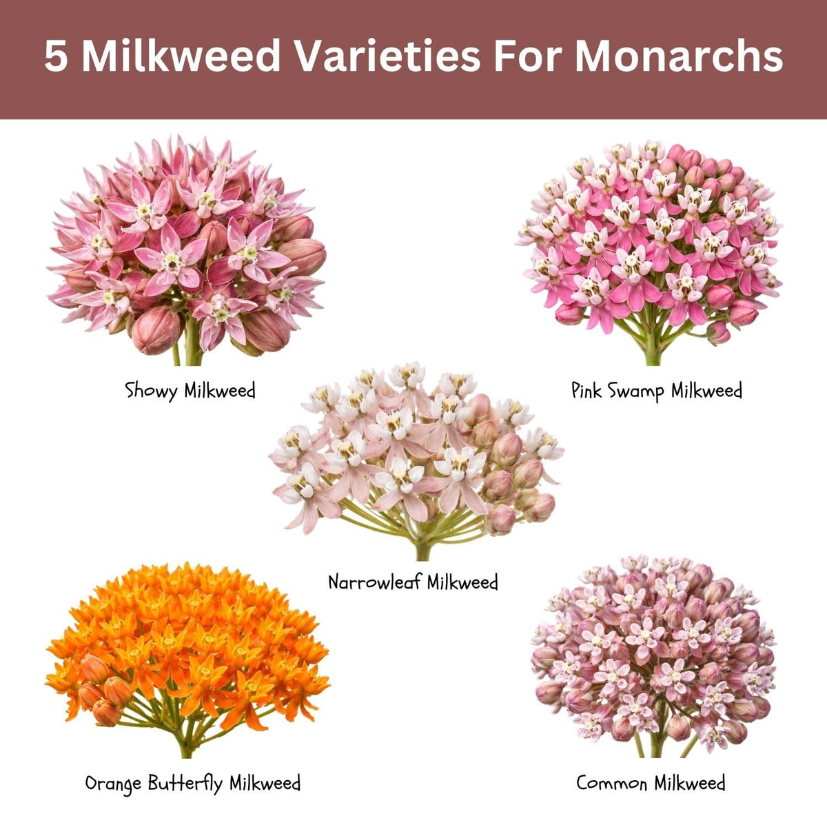 SunHaven Showy milkweed packet with vibrant blooms for wildlife-friendly gardens.