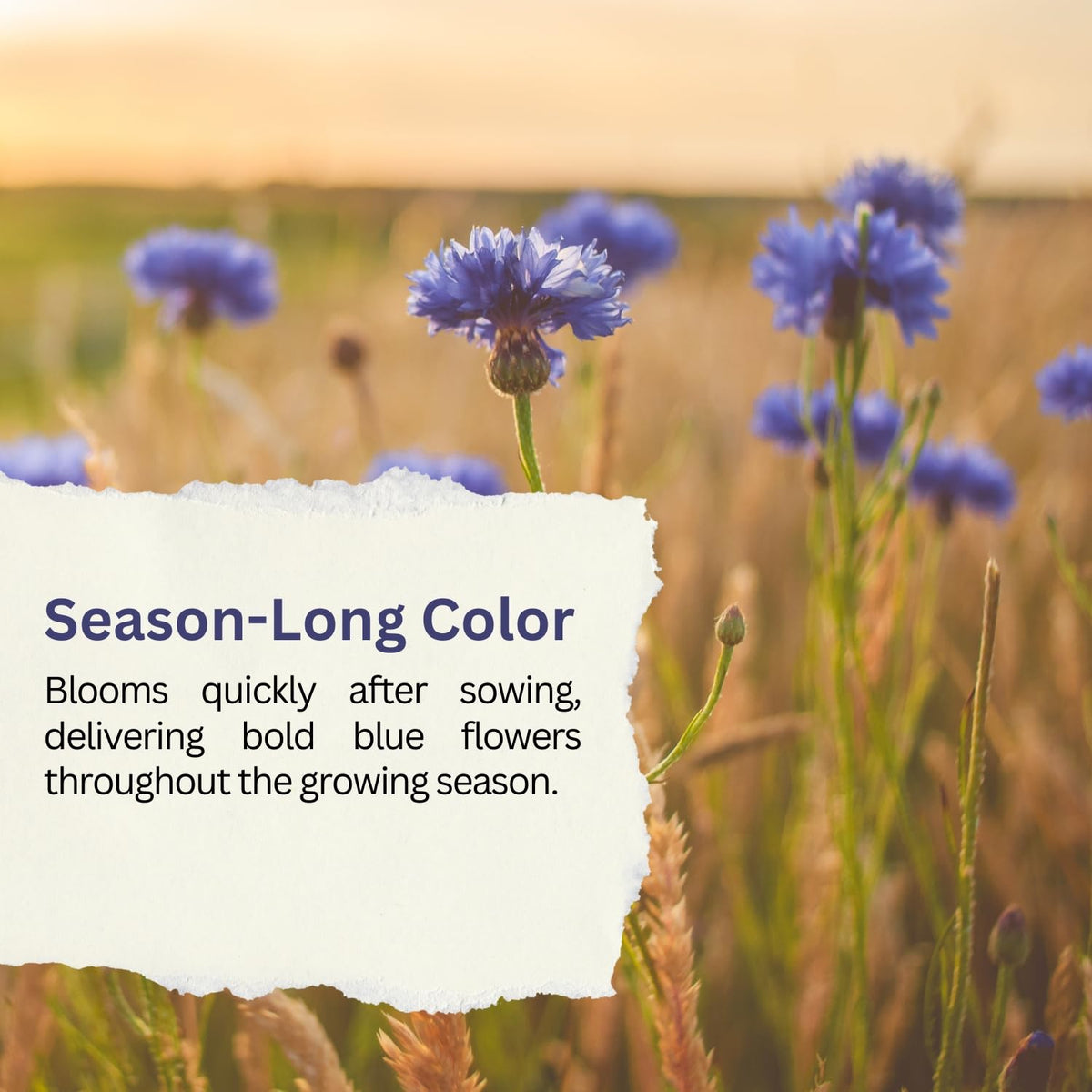 SunHaven Seeds sky blue bachelor button blooms enhance summer garden scenes.