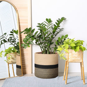 Sunnychicc complete 10-inch planter set with stands and tray, ready to assemble.