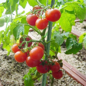 Sunnyglade eggplant stakes 47in provide straight, reliable support.