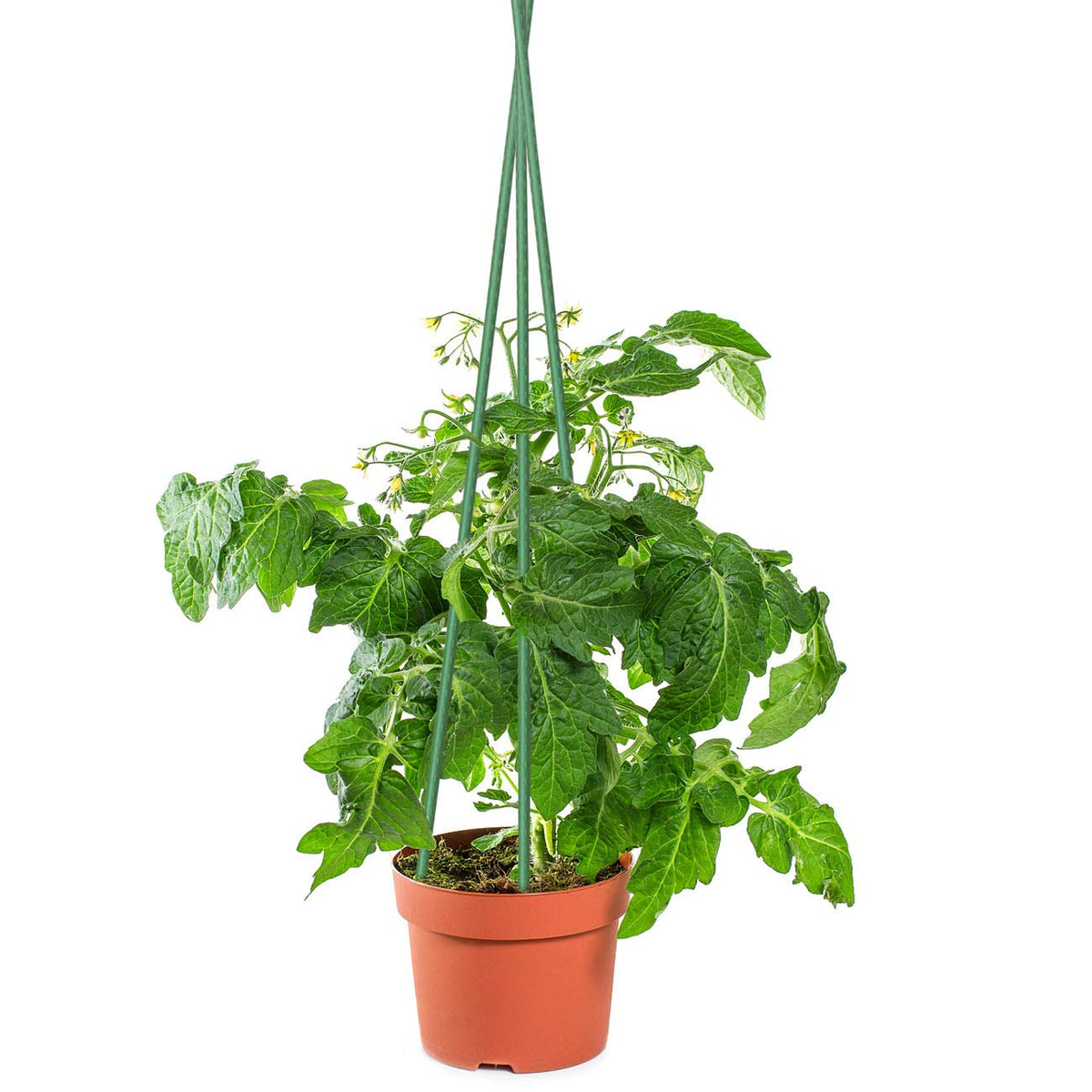 Sunnyglade plant stakes 47in in a pot promoting upright growth.