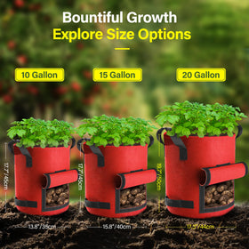 Suntee planting in a 10-gallon bag suitable for vegetables and herbs.