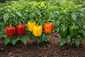 Sunutri Seeds orange bell pepper ready for roasting and stuffing