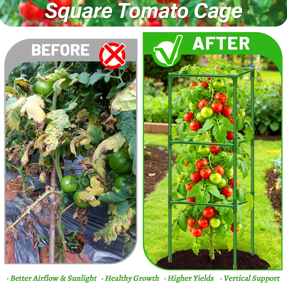 Sunwinx 45-inch height range adapts from seedlings to mature fruiting plants.
