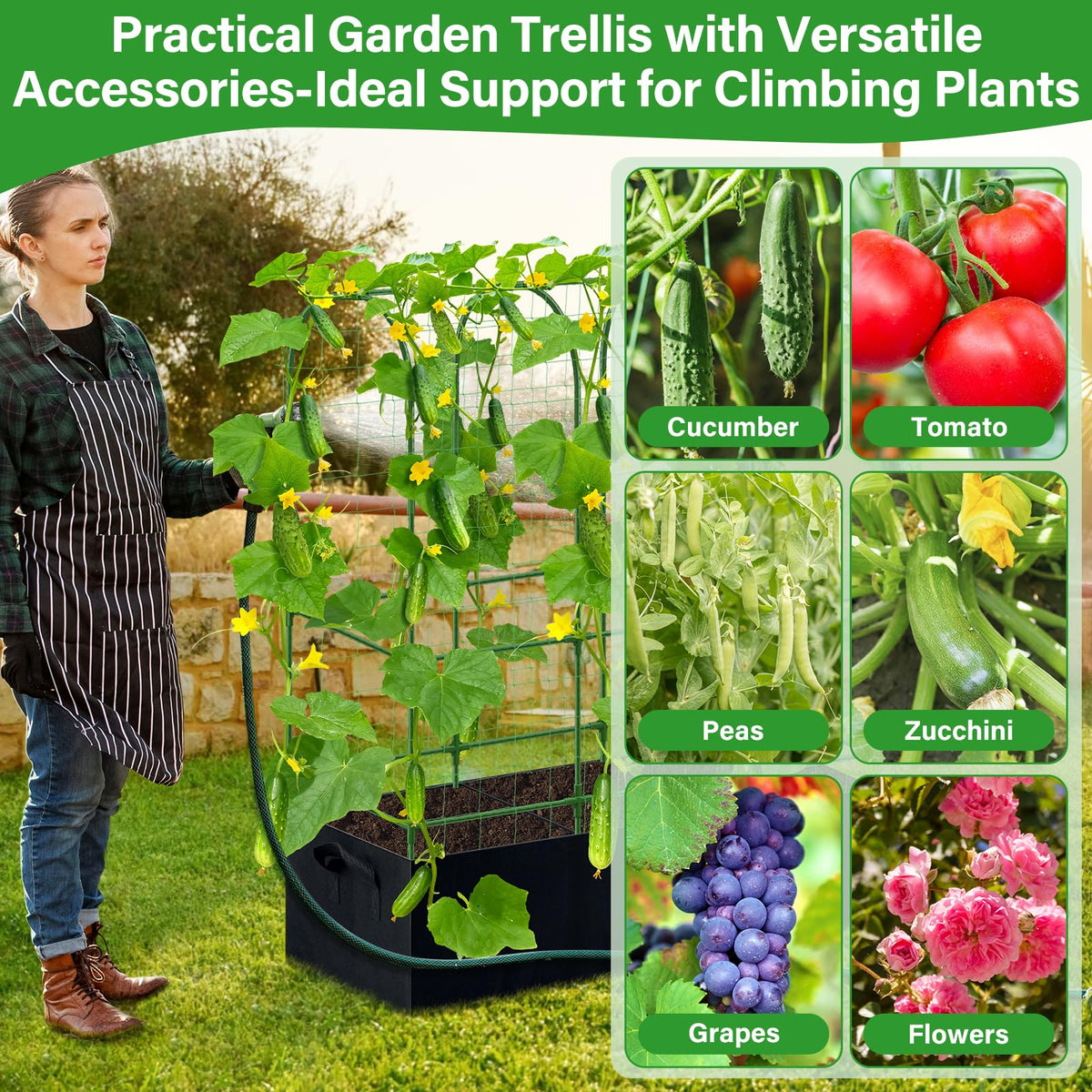 Sunwinx climbing plants on trellis for tidy, space-saving harvests.