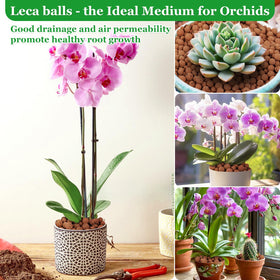 Sunwinx Leca balls as terrarium substrate for balanced moisture