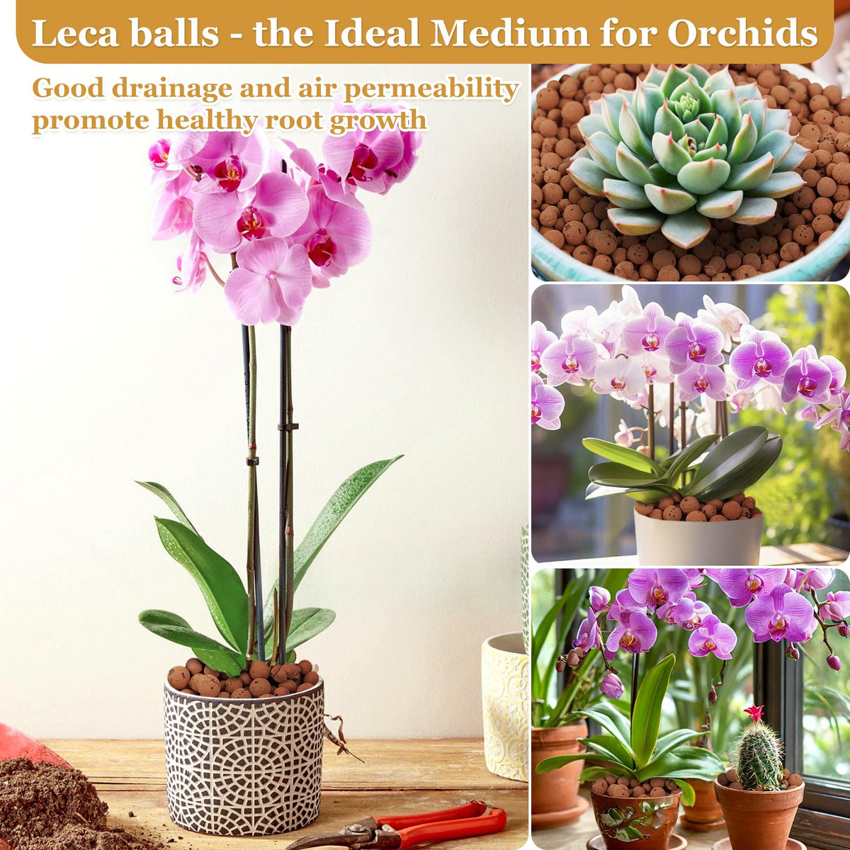 Sunwinx orchids thriving with leca pebbles in pot