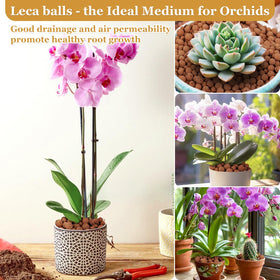 Sunwinx orchids thriving with leca pebbles in pot