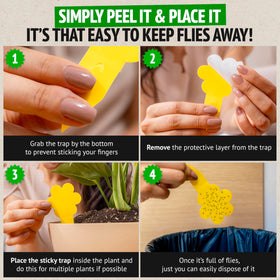 Fruit fly traps work for about three weeks per bottle.