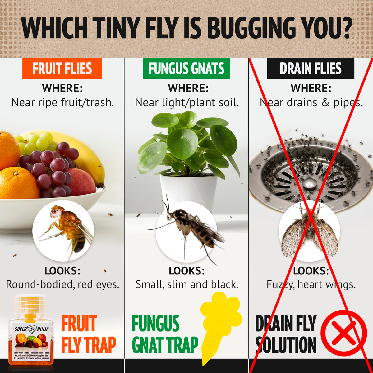 Super Ninja fruit fly trap on kitchen counter attracting flies effectively.