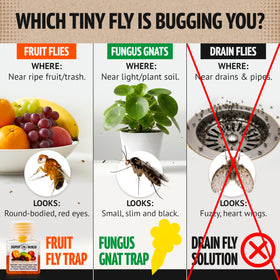 Super Ninja fruit fly trap on kitchen counter attracting flies effectively.