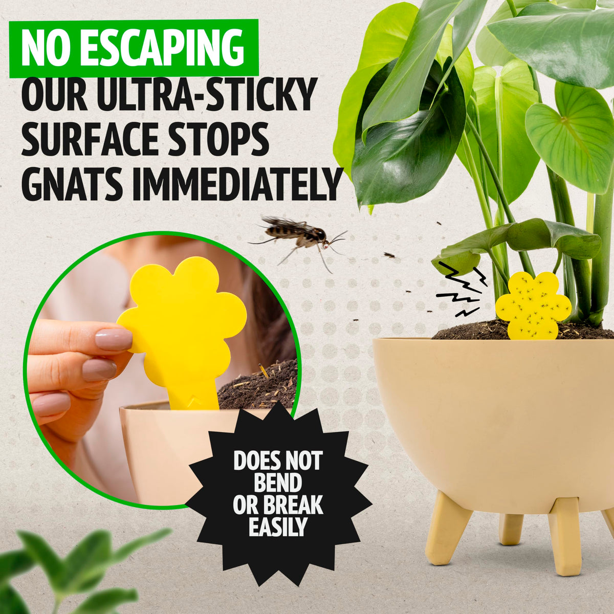 Super Ninja gnat traps 60-pack stack shows bulk value for ongoing plant protection