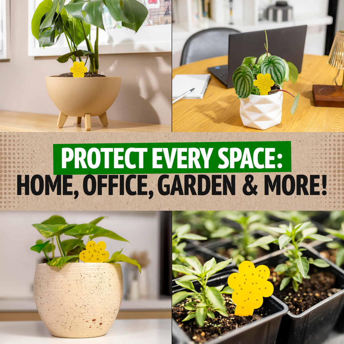 Super Ninja gnat traps easy-setup image highlights peel-and-stick placement
