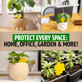 Super Ninja gnat traps easy-setup image highlights peel-and-stick placement