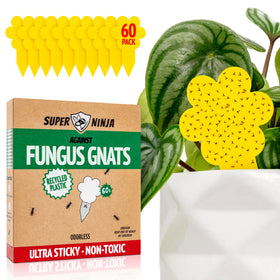 Super Ninja gnat traps yellow magnet closeup highlights strong attraction for indoor plants