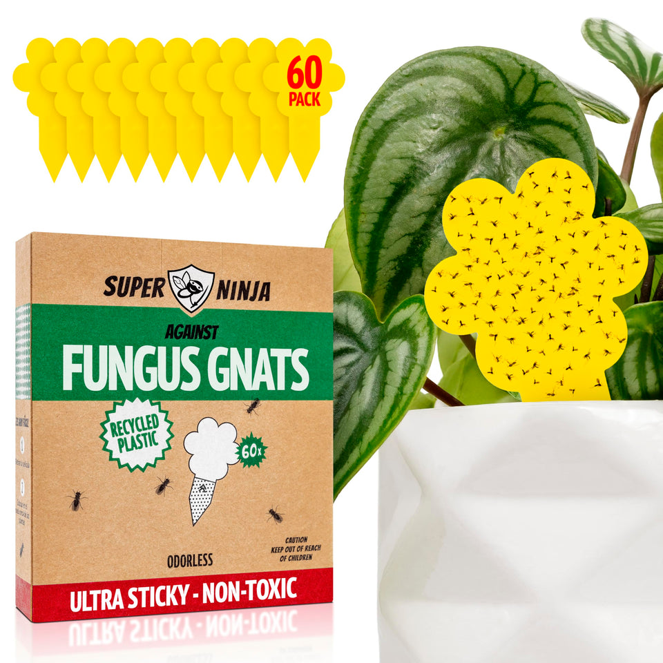 Super Ninja gnat traps yellow magnet closeup highlights strong attraction for indoor plants