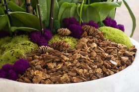 SuperMoss Orchid Bark enhances garden and terrarium displays with natural texture.