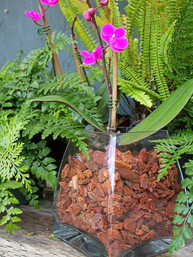 SuperMoss Orchid Bark natural Douglas-fir texture supports aeration for orchid roots.
