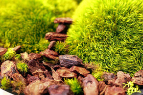 SuperMoss Orchid Bark used as potting medium to improve drainage and moisture balance.