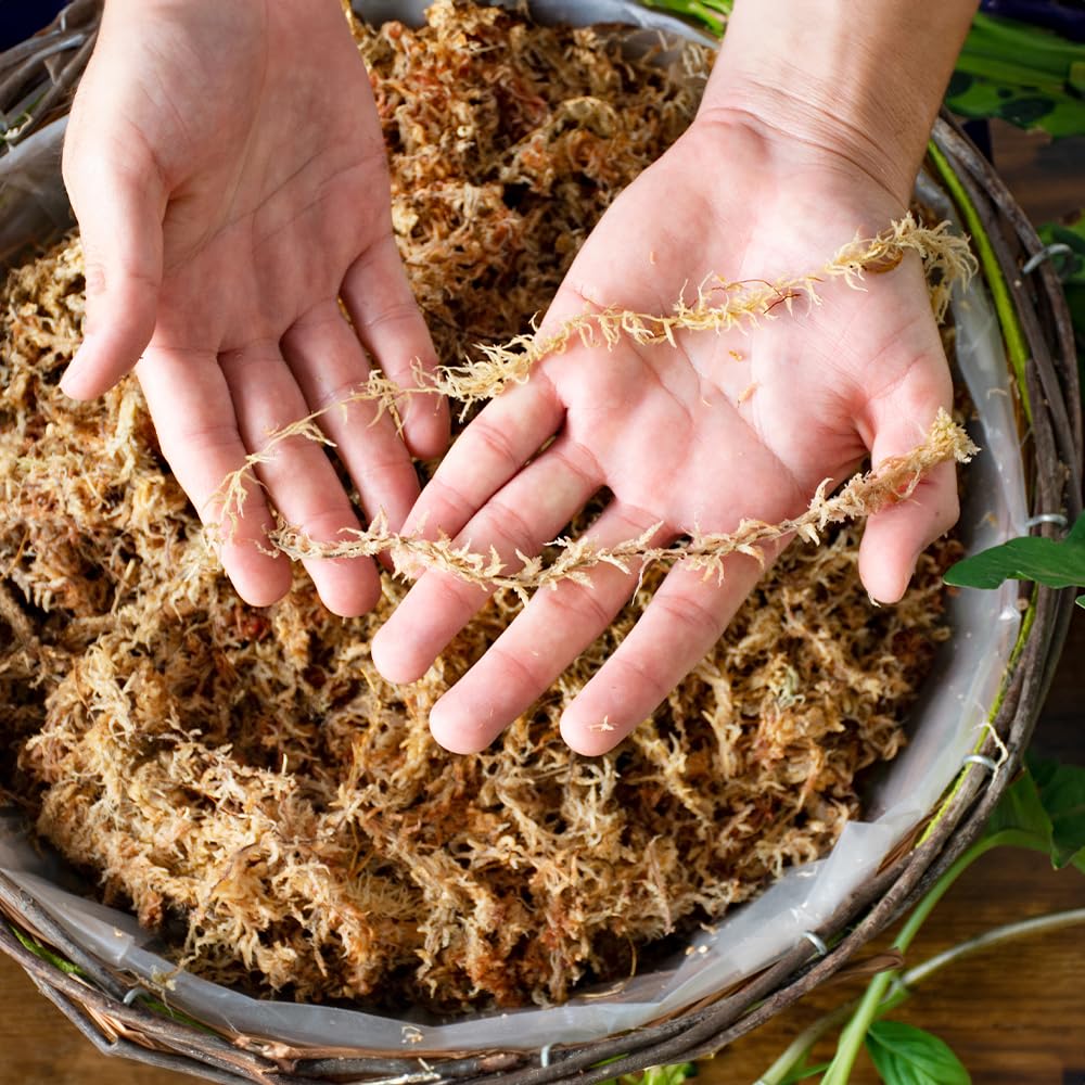 SuperMoss Sphagnum moss supports transplanting and root aeration.