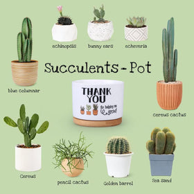 Supersun succulent-planter-gift showcasing a ceramic pot perfect for small indoor plants.