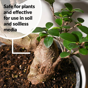 SUPERthrive Bonsai-Pro display with lush bonsai on a stand.